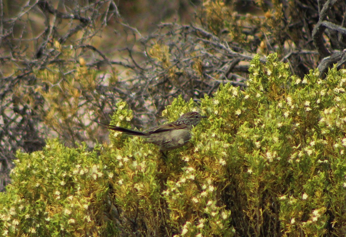 Streaked Tit-Spinetail - ML23549021