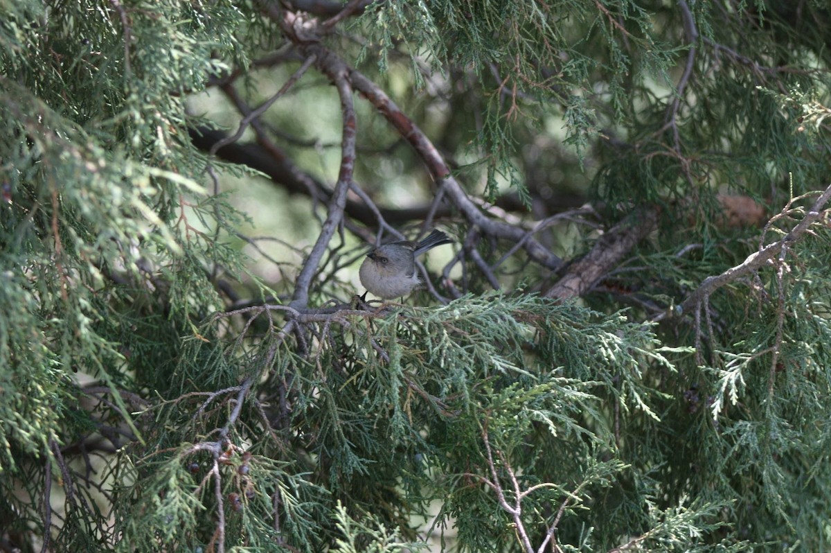 Bushtit - ML235491451