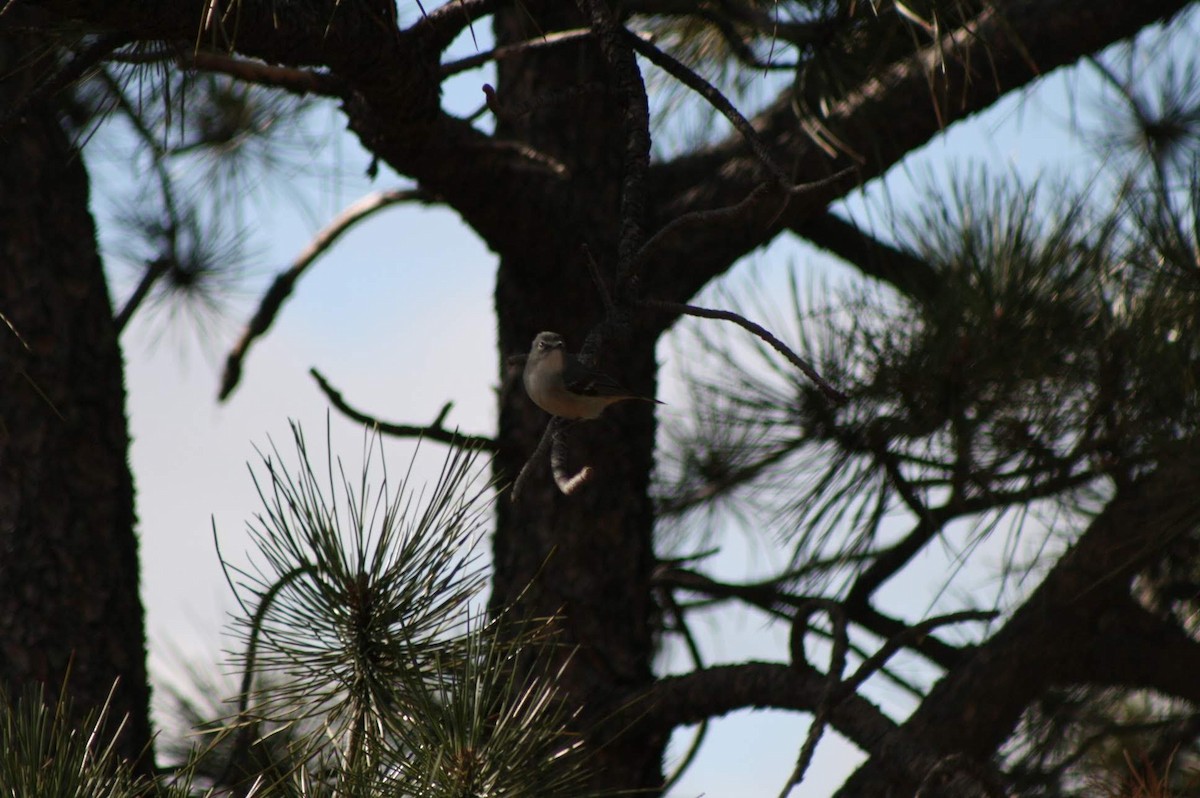 Plumbeous Vireo - ML235491671