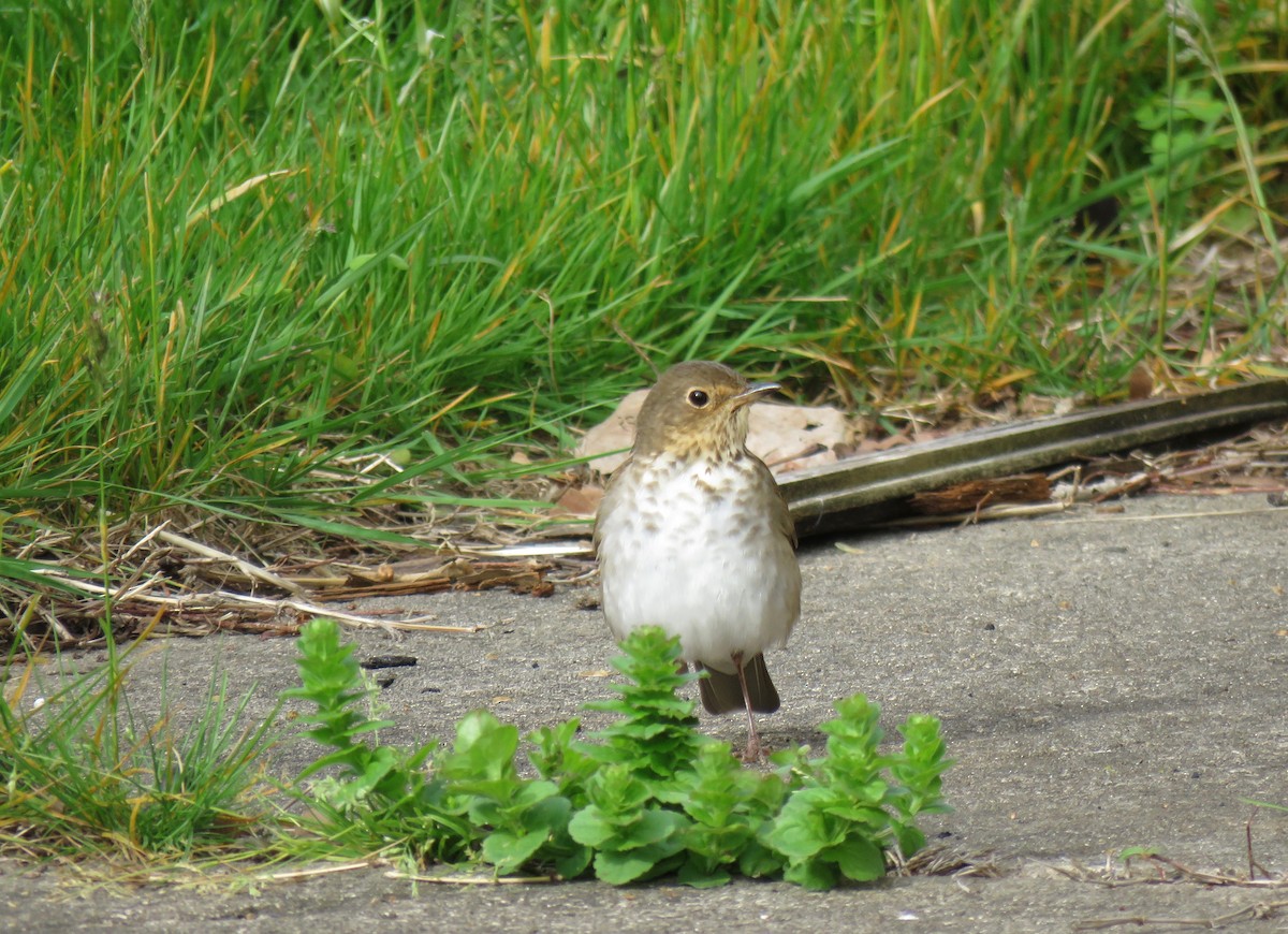 Swainson's Thrush - ML235492391