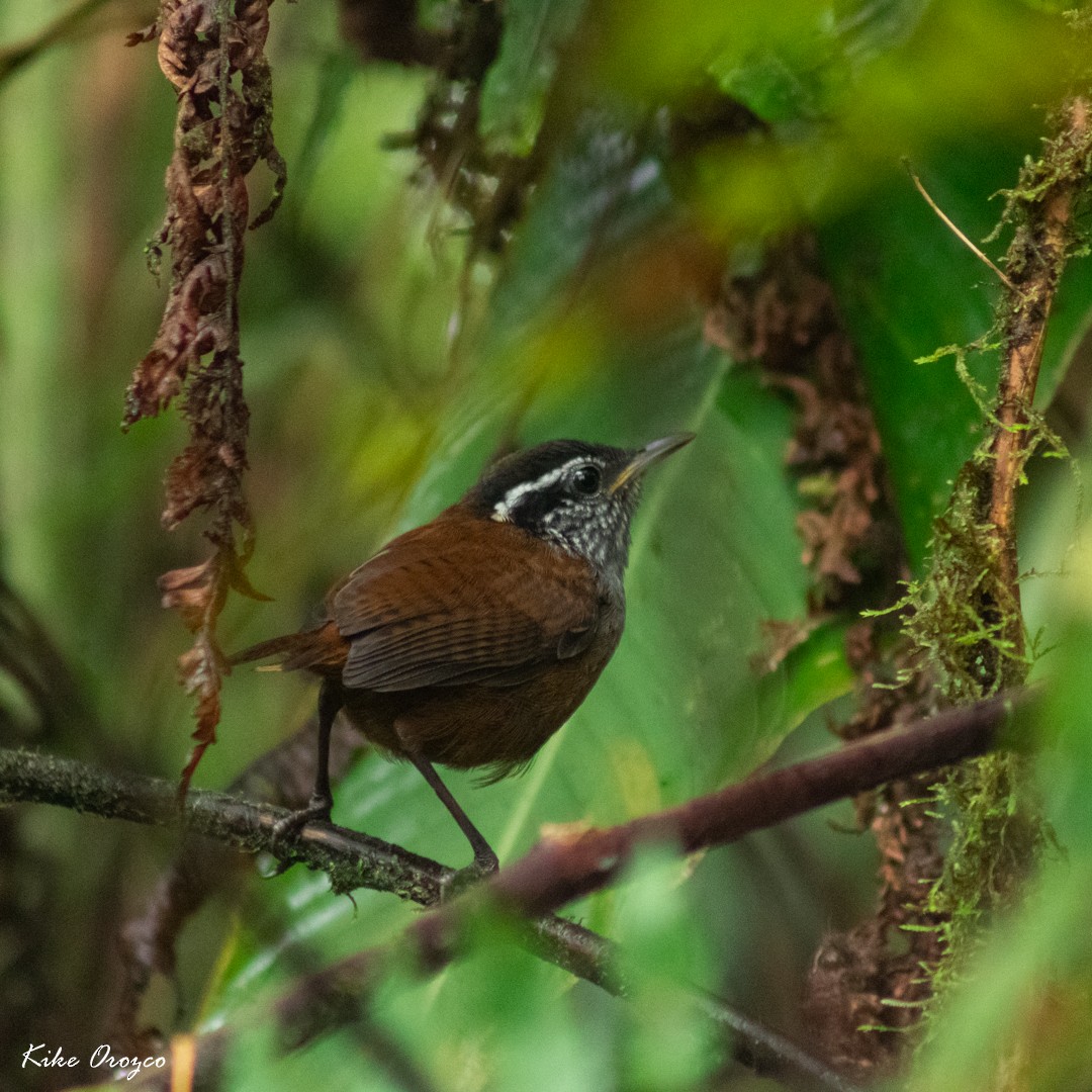 Gray-breasted Wood-Wren - José Orozco