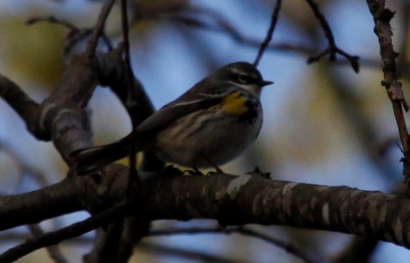 Yellow-rumped Warbler - ML235494721