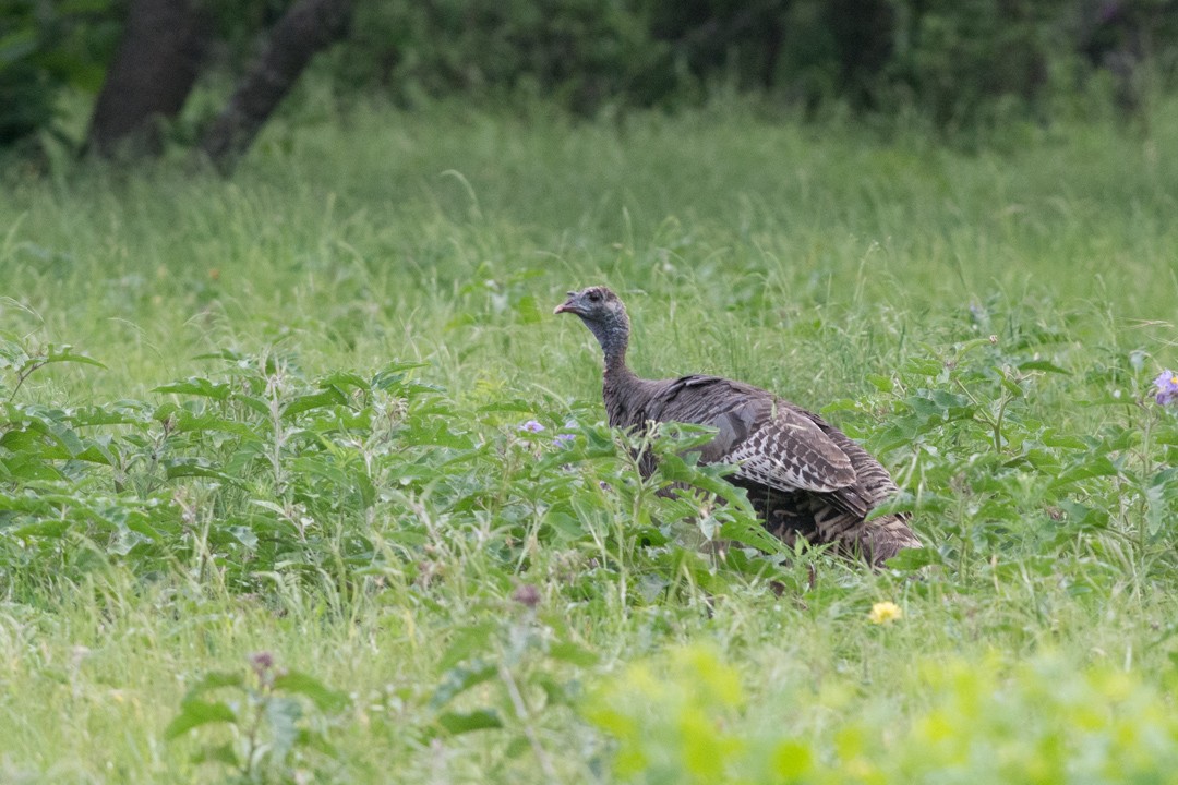 Wild Turkey - ML235496071