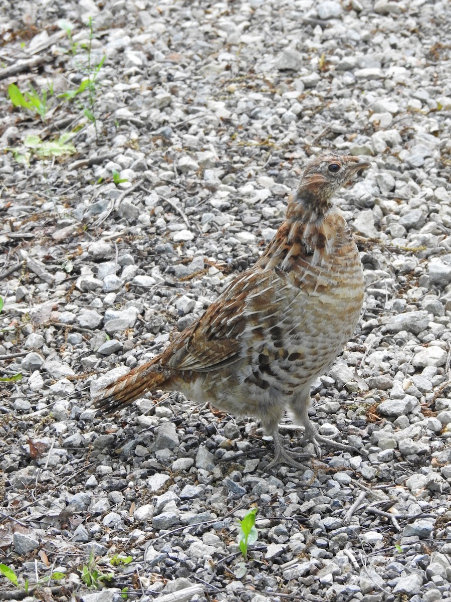 Ruffed Grouse - ML235498011