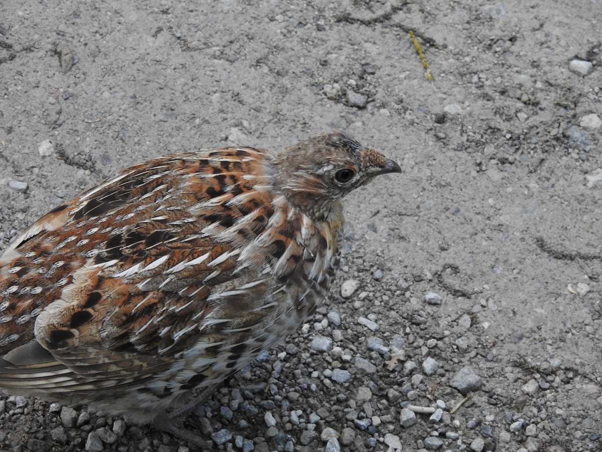 Ruffed Grouse - ML235498251