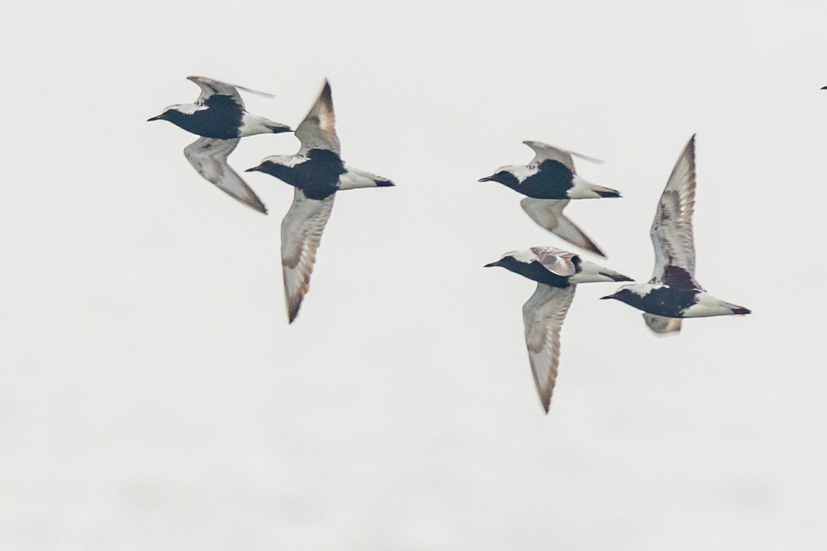 Black-bellied Plover - mark kraus