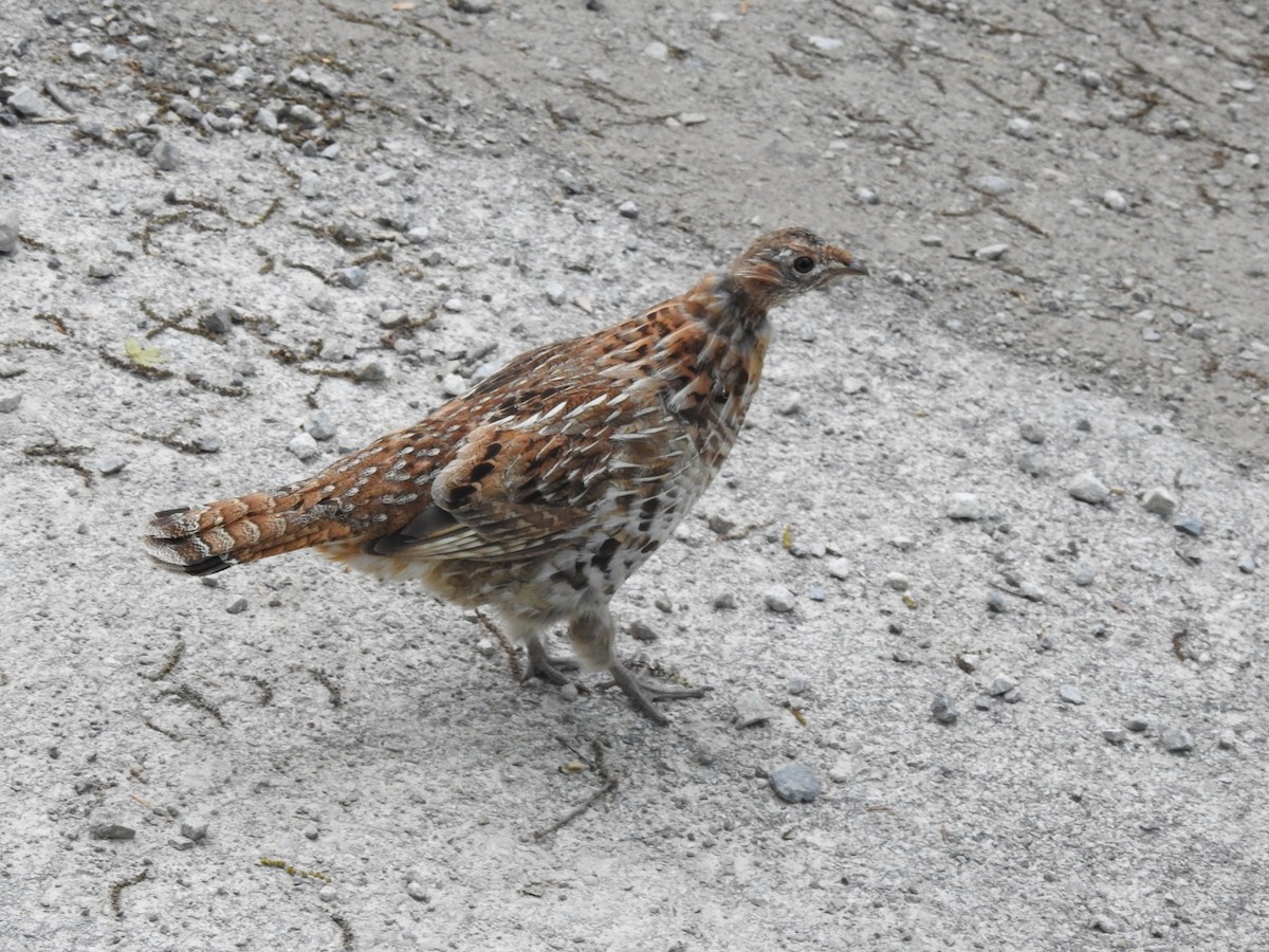 Ruffed Grouse - ML235498911