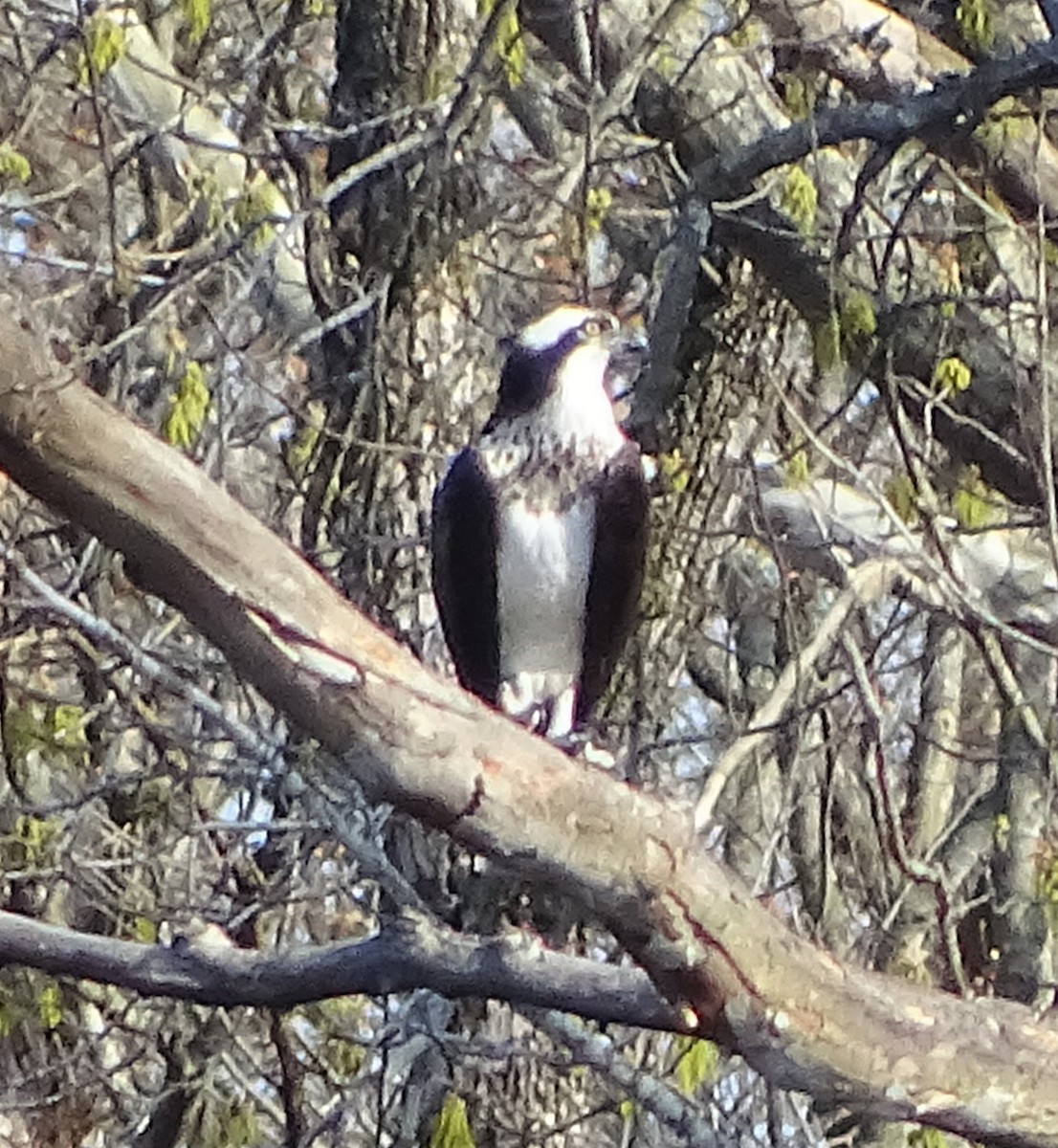 Osprey - ML235499471