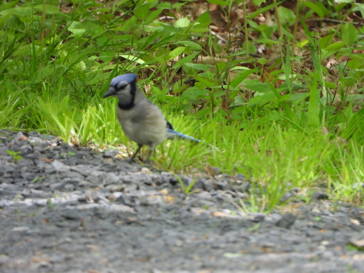 Blue Jay - ML235499981