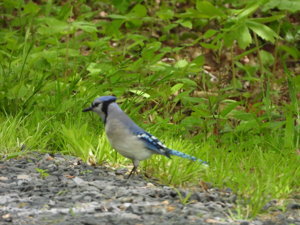 Blue Jay - ML235500061