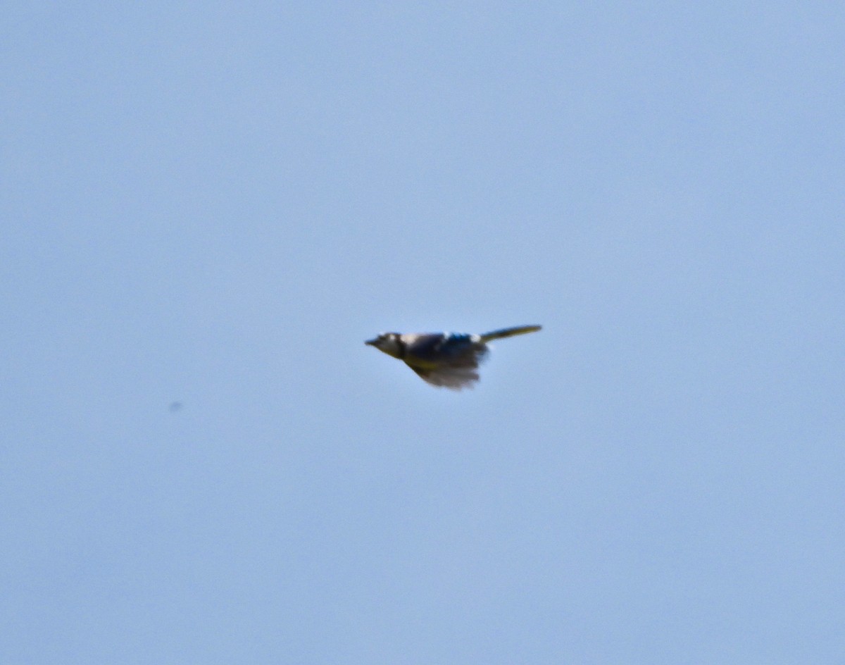 Blue Jay - ML235500651