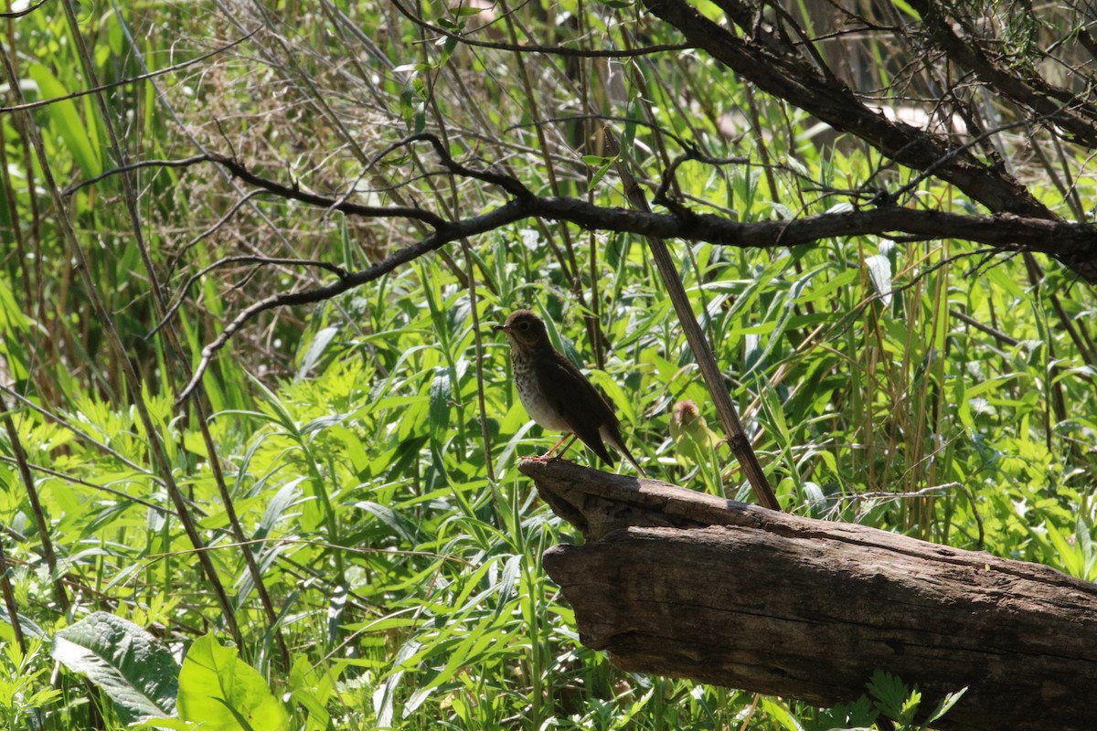 Swainson's Thrush - ML235500871