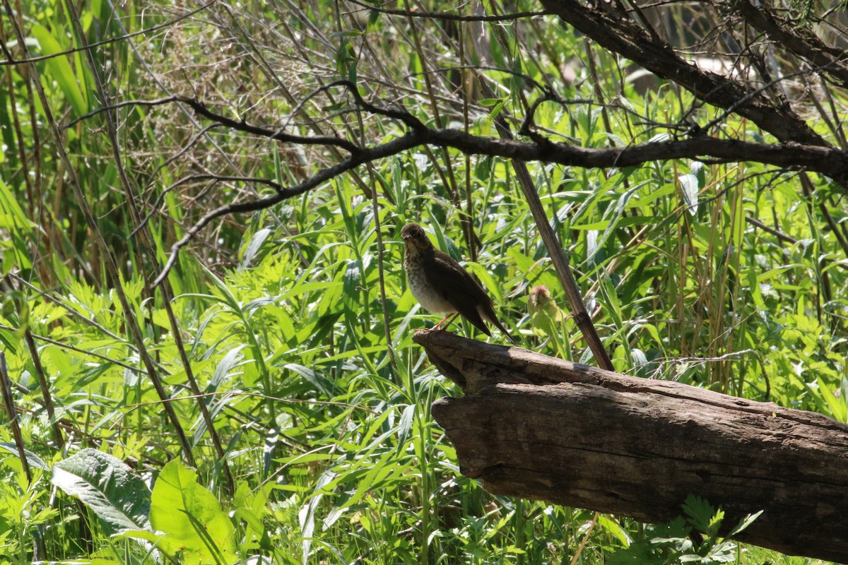 Swainson's Thrush - ML235500891