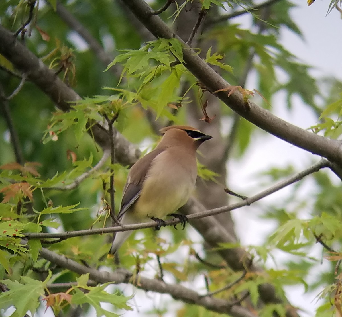 Cedar Waxwing - Malcolm Gold