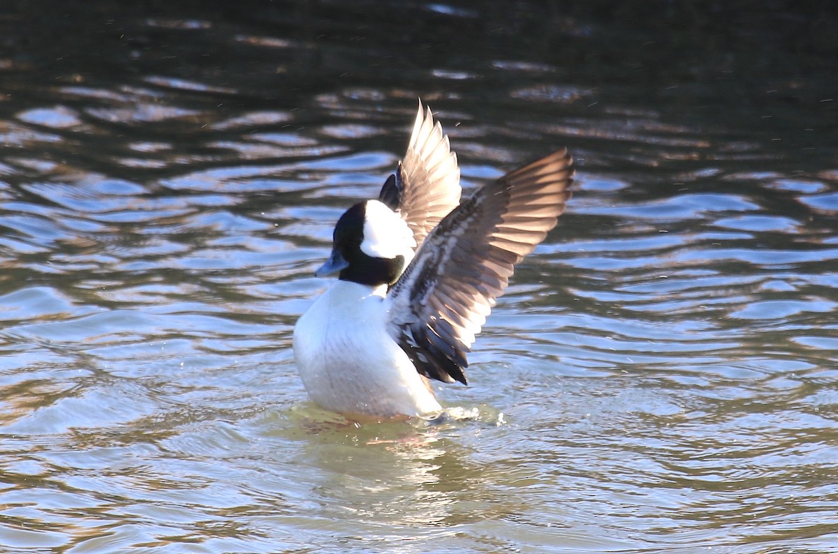 Bufflehead - ML23550181