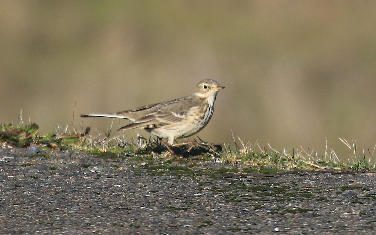 American Pipit - ML23550191