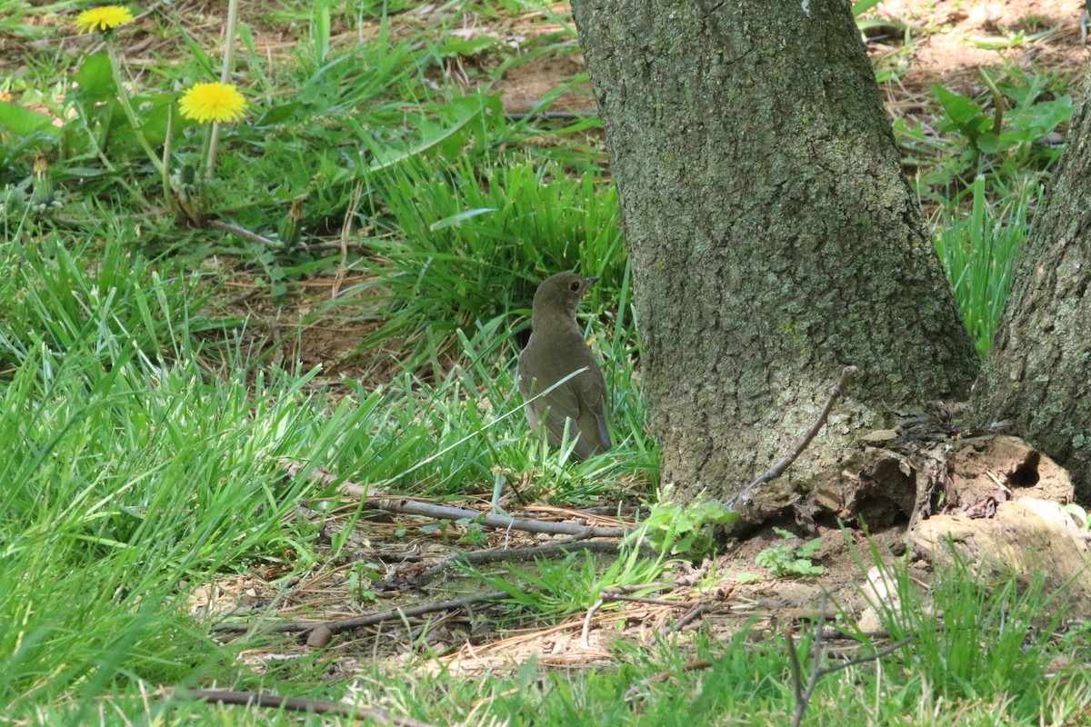 Swainson's Thrush - ML235502561