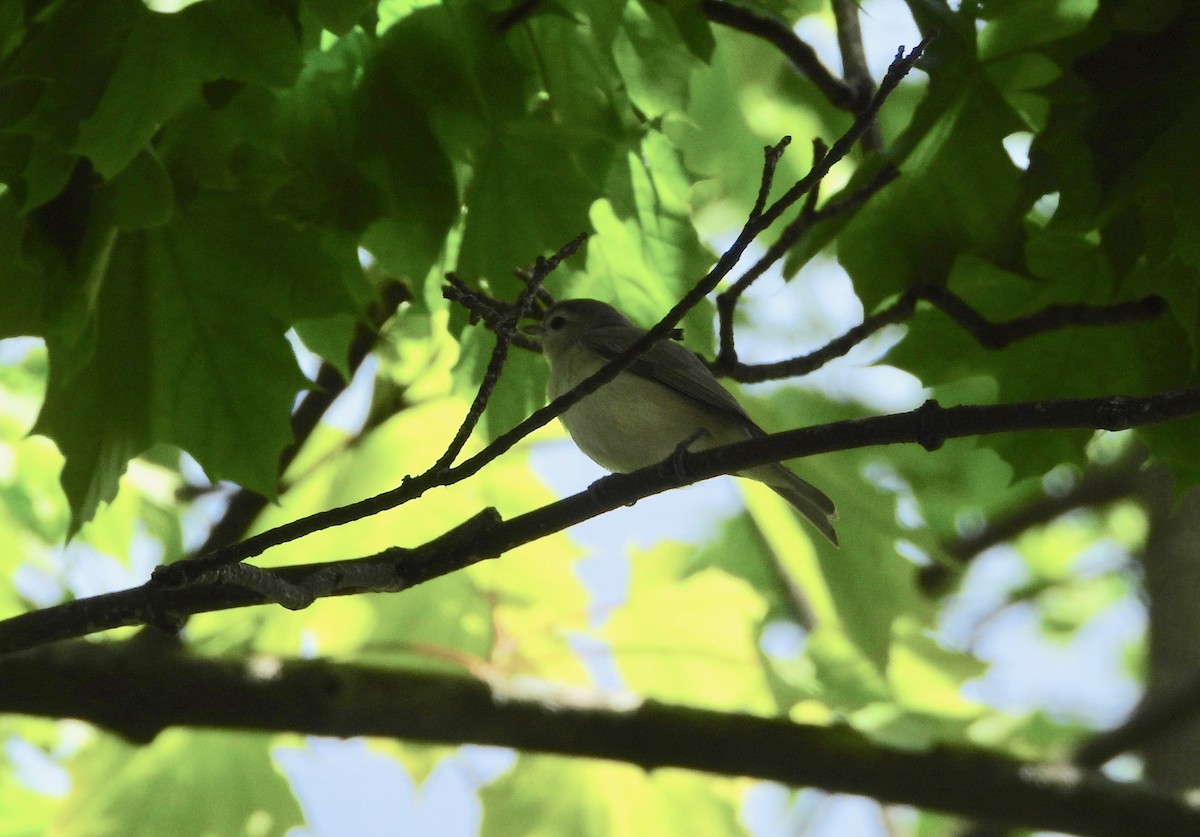 Warbling Vireo - ML235502621