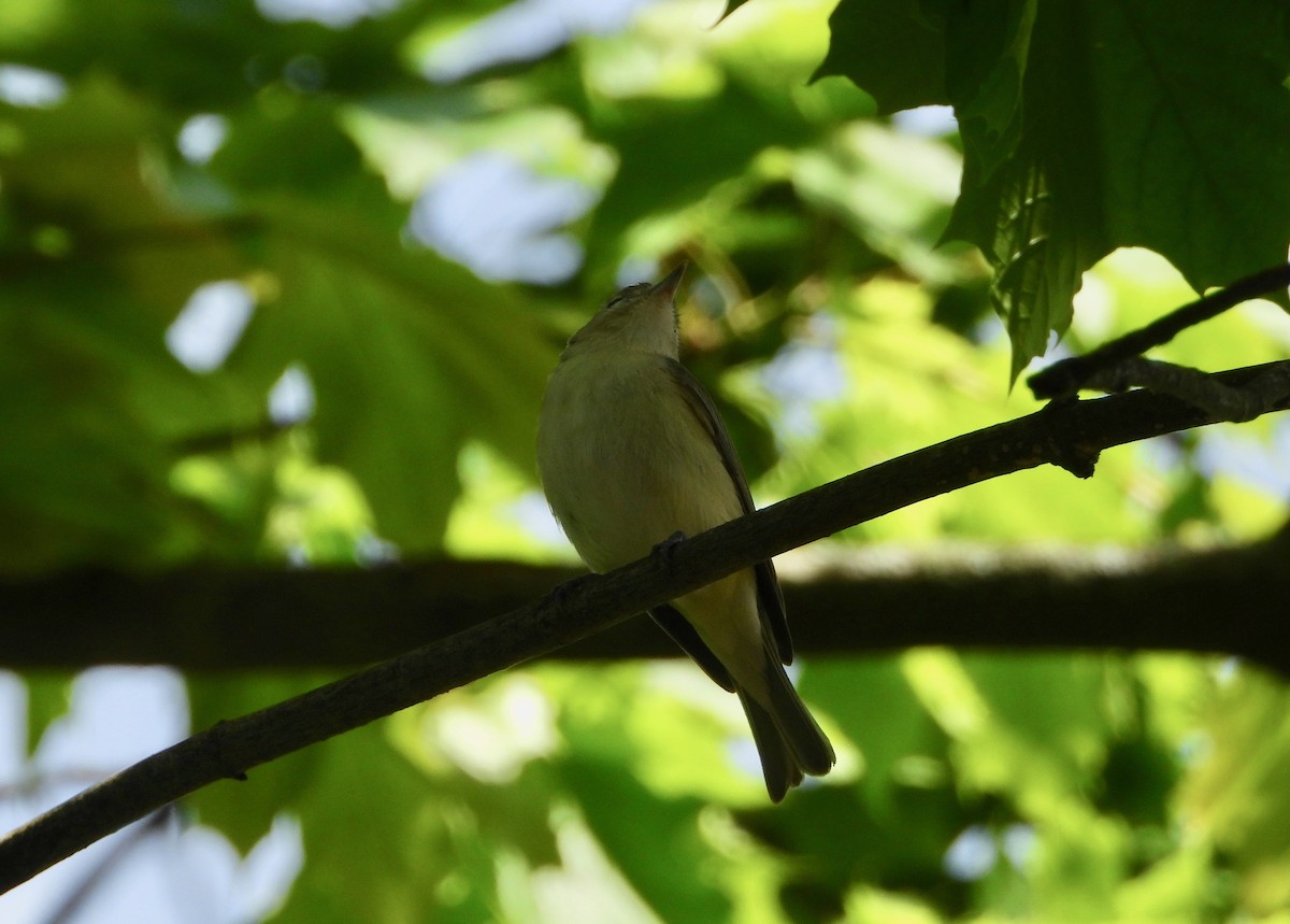 Warbling Vireo - ML235502731