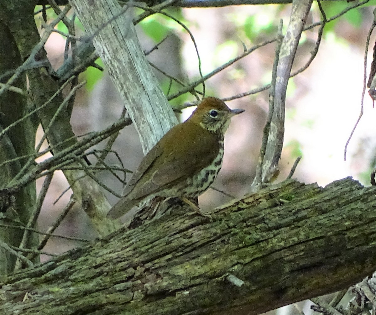 Wood Thrush - Jennifer Bowman