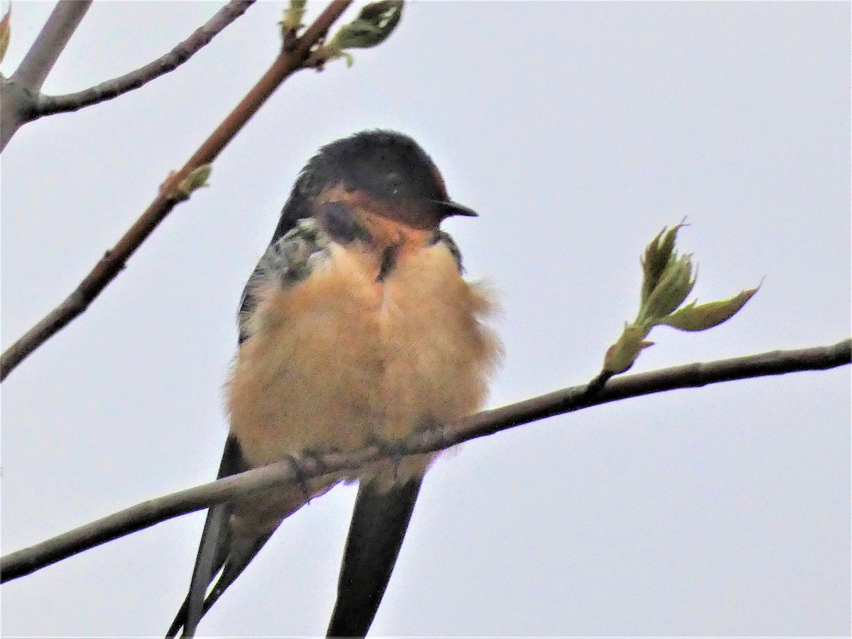 Barn Swallow - ML235503901