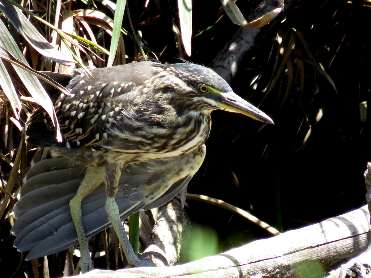 Striated Heron - ML23550481