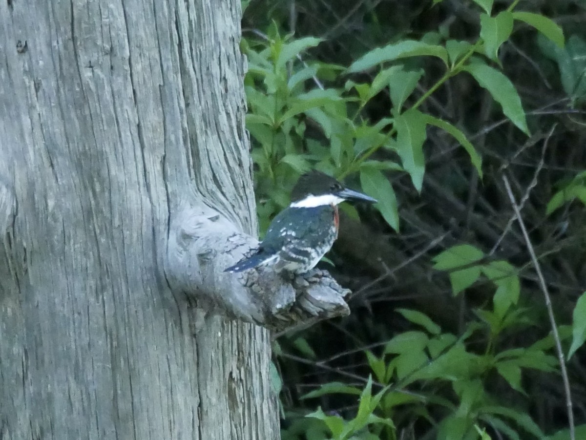 Green Kingfisher - ML235509221