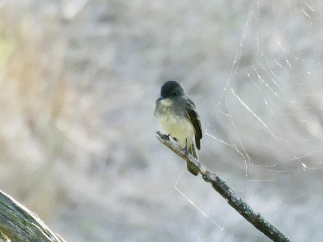 Eastern Phoebe - ML235511401