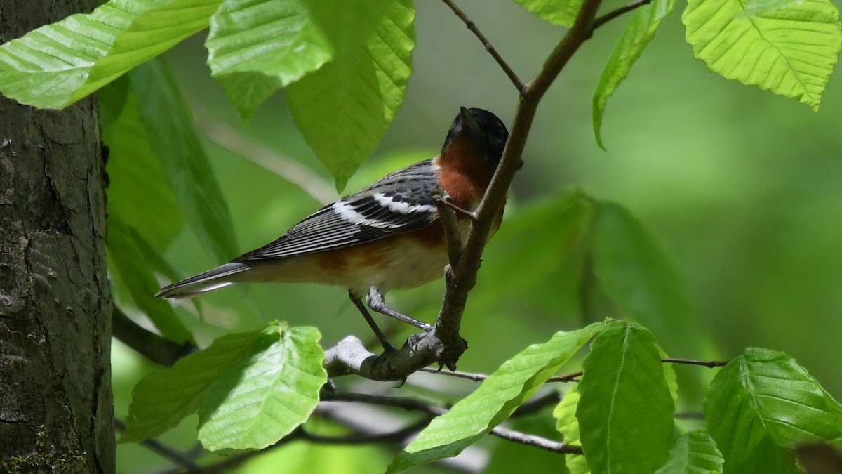 Bay-breasted Warbler - ML235512011