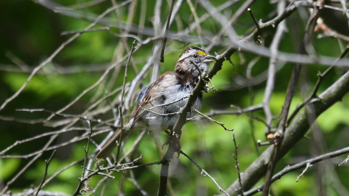 White-throated Sparrow - Carl Winstead