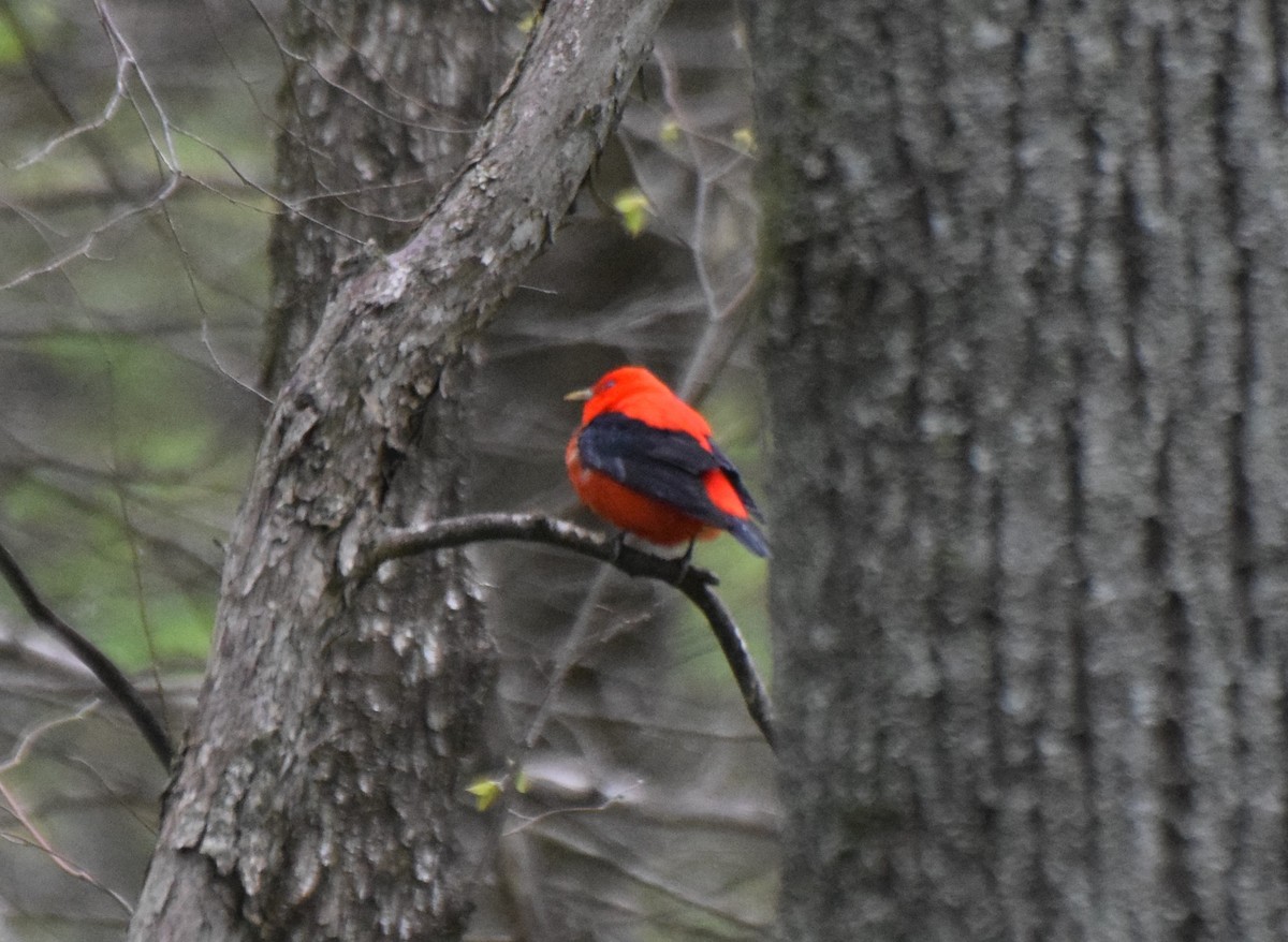 Scarlet Tanager - ML235513291