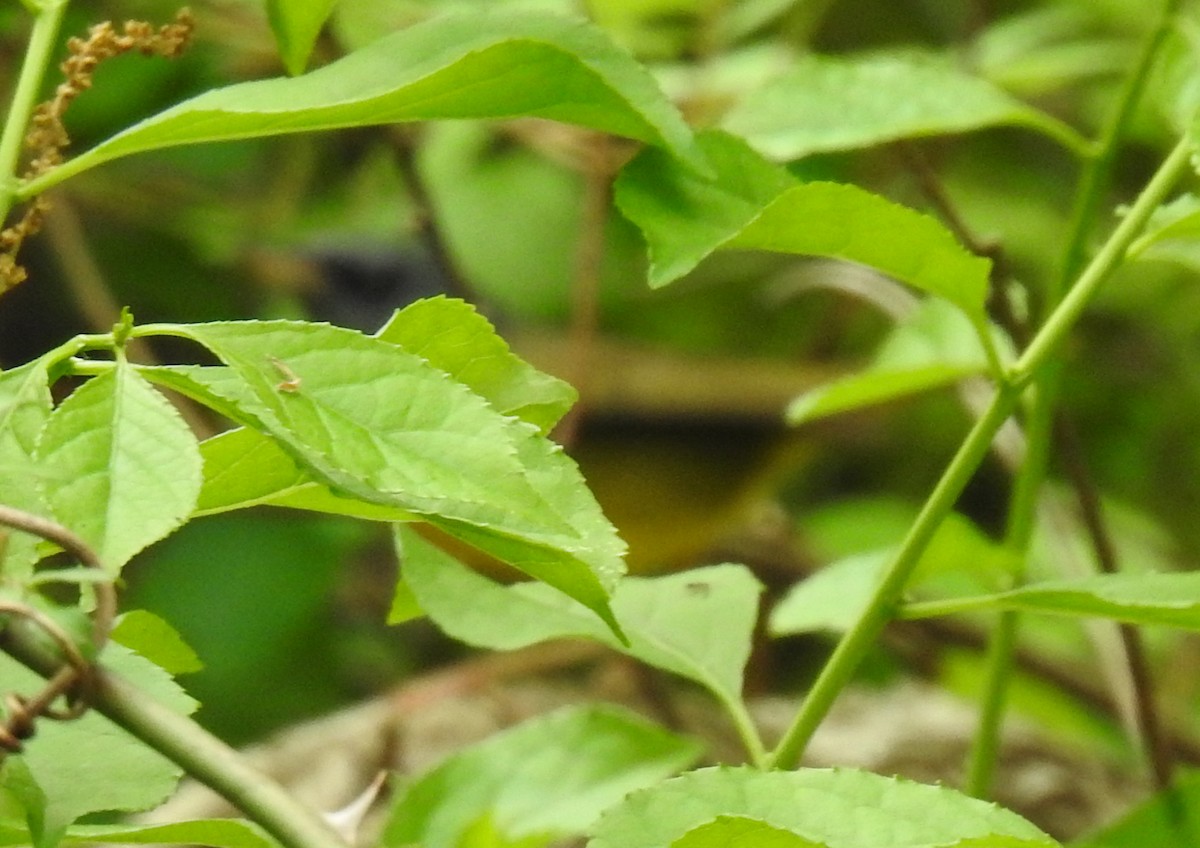 Mourning Warbler - ML235514301