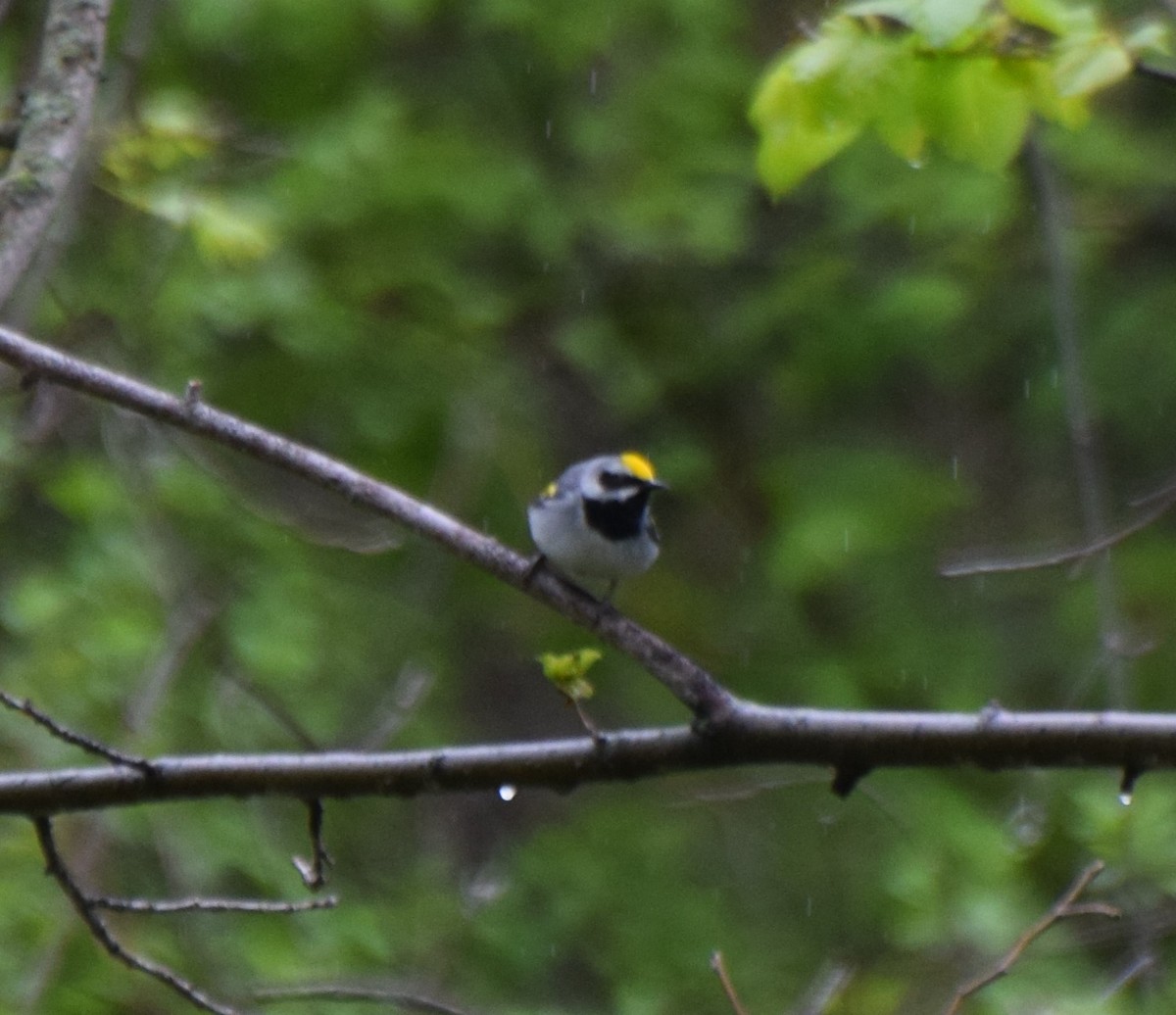 Golden-winged Warbler - ML235515141