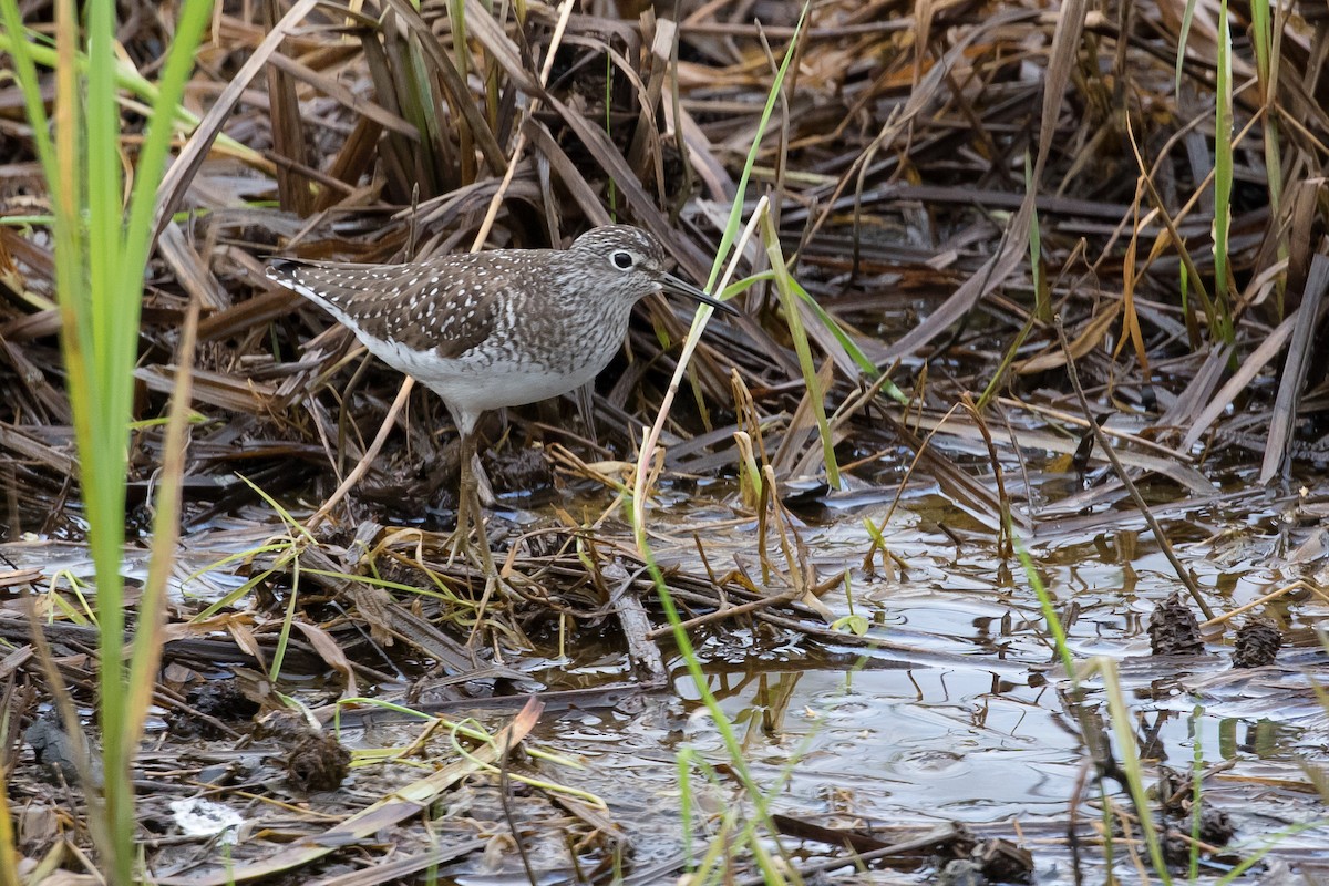 Spotted Sandpiper - ML235515251