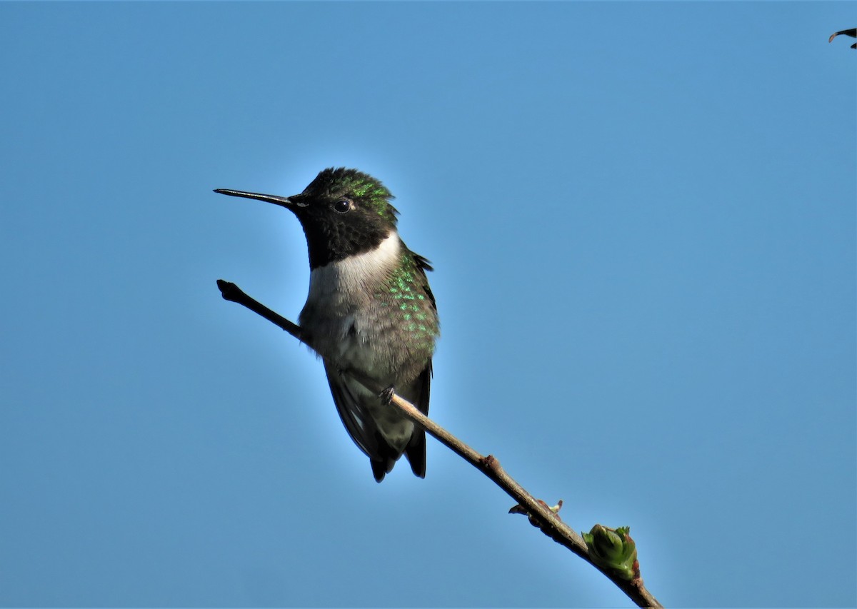 Ruby-throated Hummingbird - ML235517531