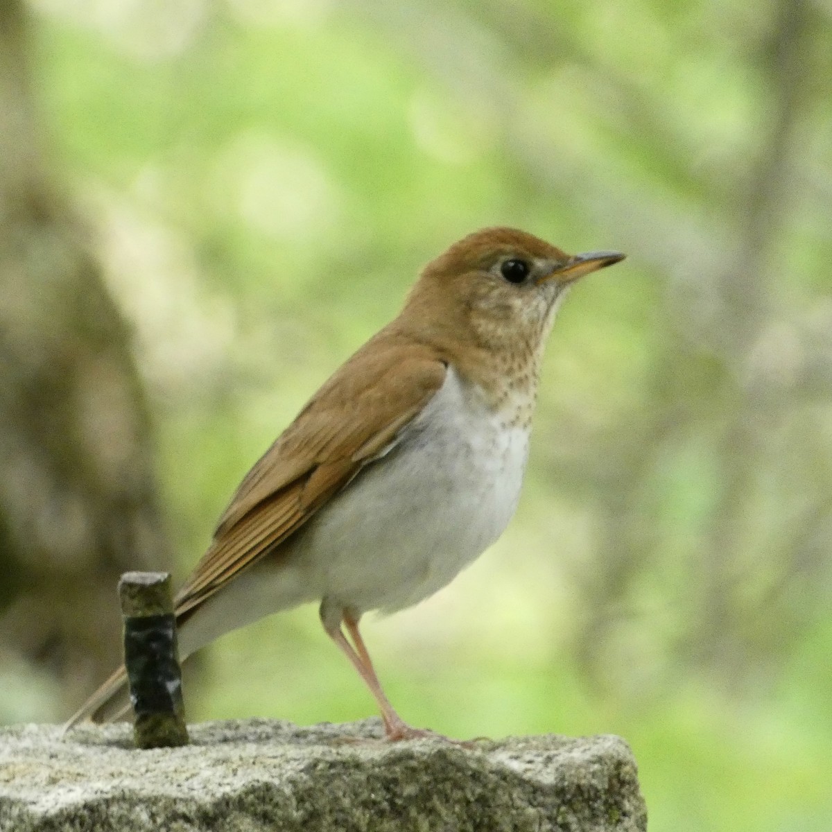 Veery - Eric Huston