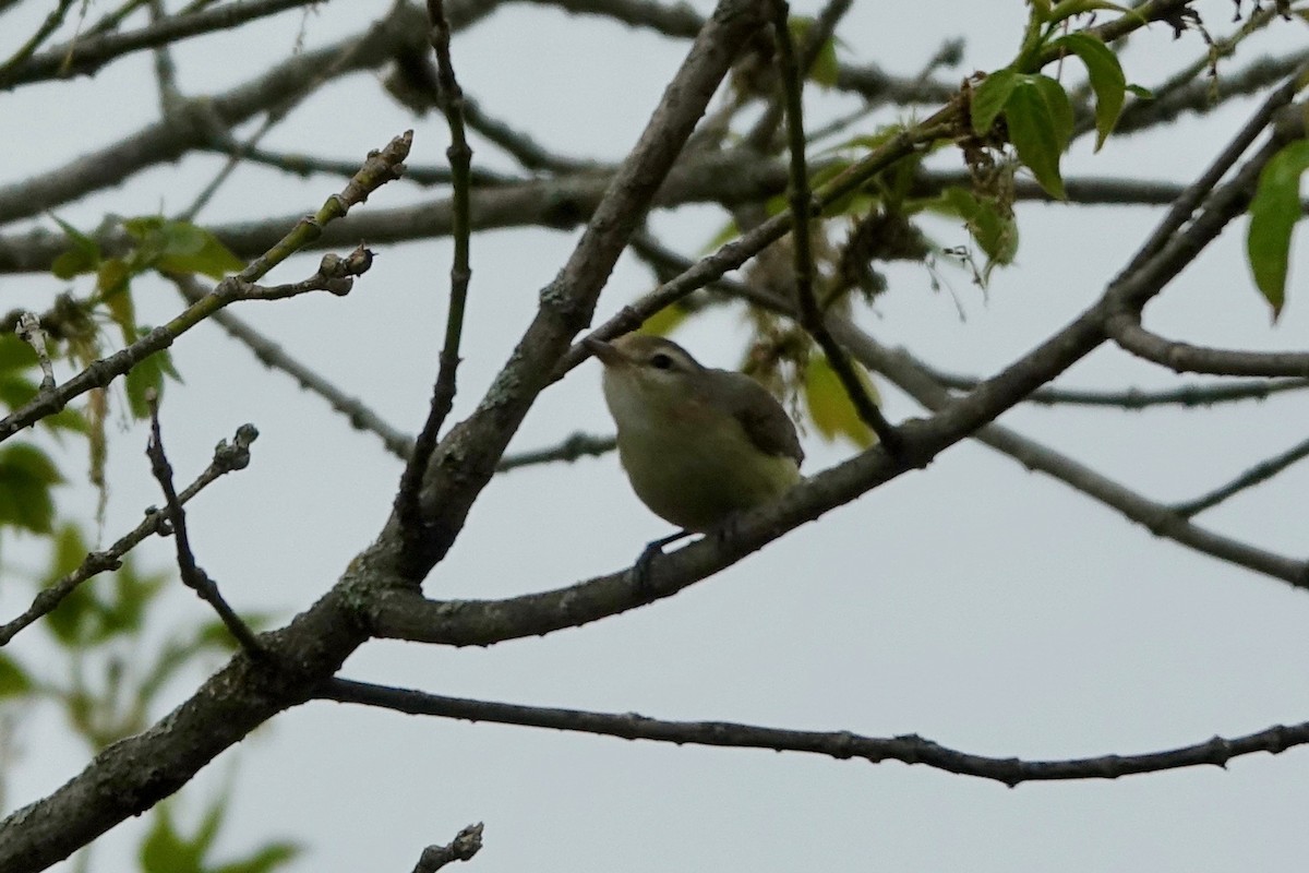 Warbling Vireo - ML235519081