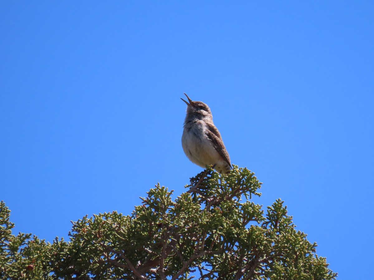 Rock Wren - ML235519501