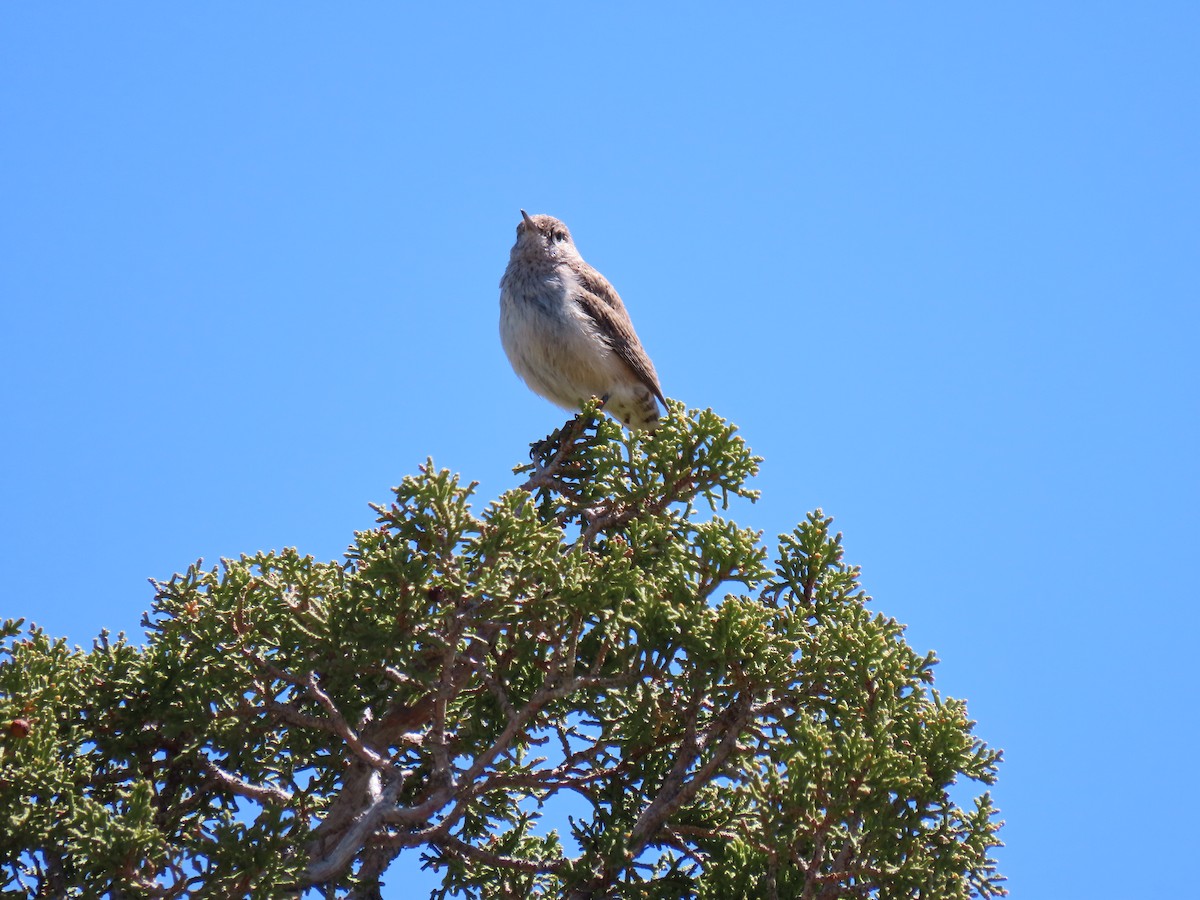 Rock Wren - ML235520161