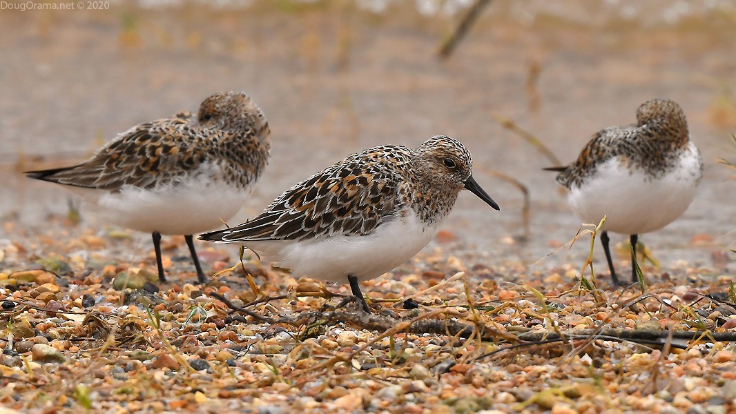 Sanderling - Doug Orama