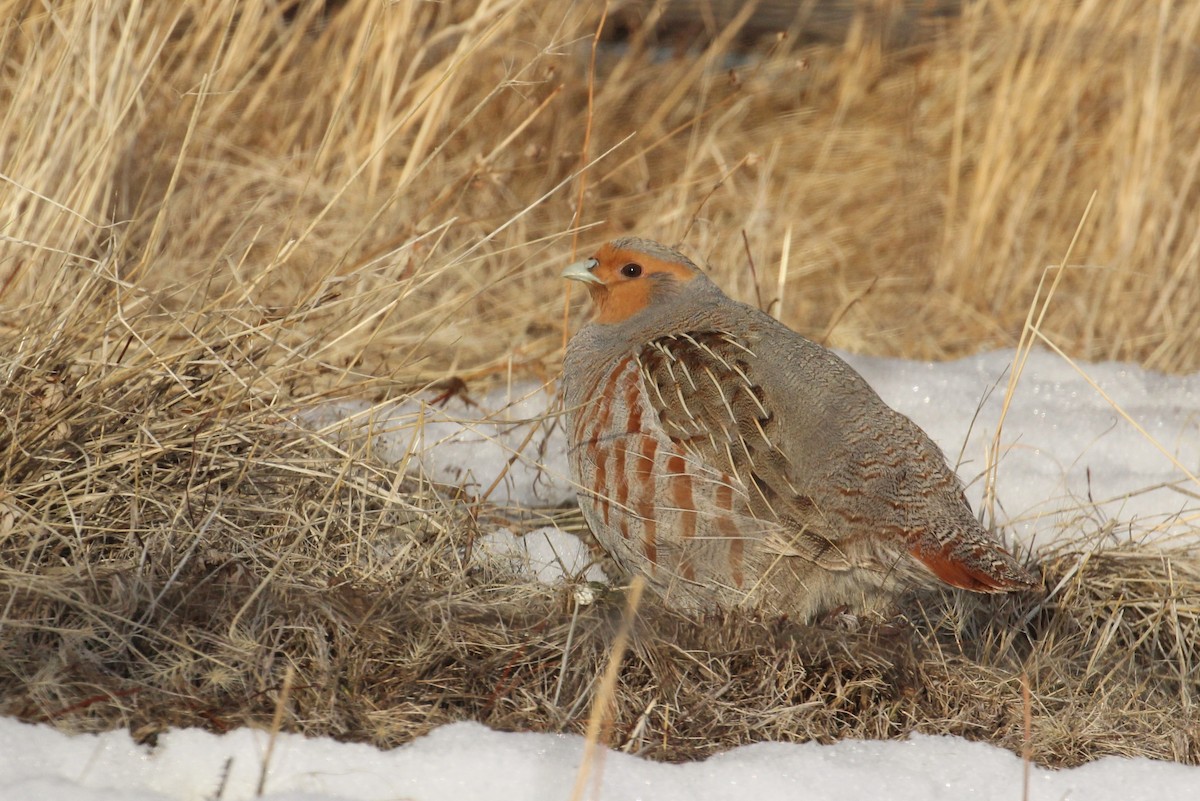 Gray Partridge - Chuck Gates