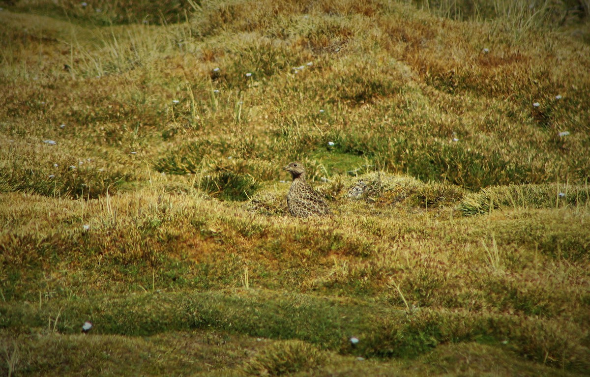 Gray-breasted Seedsnipe - ML23552441