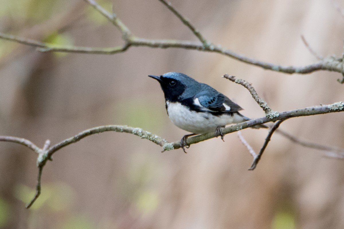 Black-throated Blue Warbler - Sue Barth