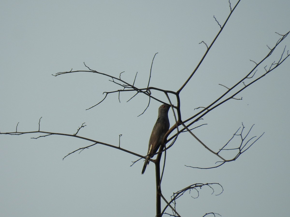 Gray-bellied Cuckoo - ML235528851