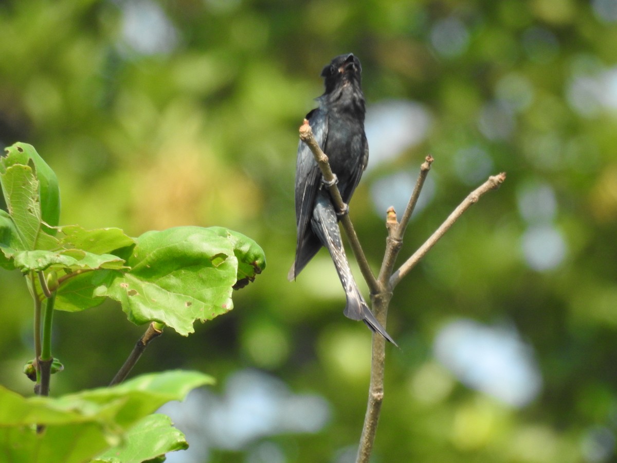 Fork-tailed Drongo-Cuckoo - ML235528981