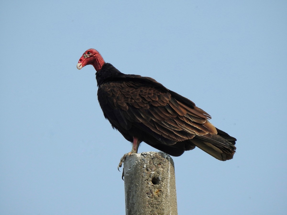 Urubu à tête rouge - ML235528991