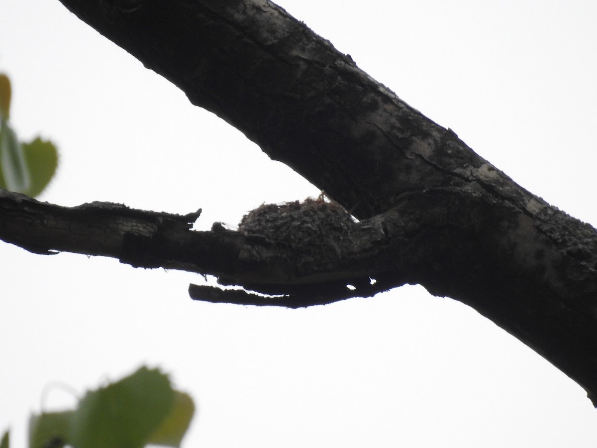 Blue-gray Gnatcatcher - ML235529091