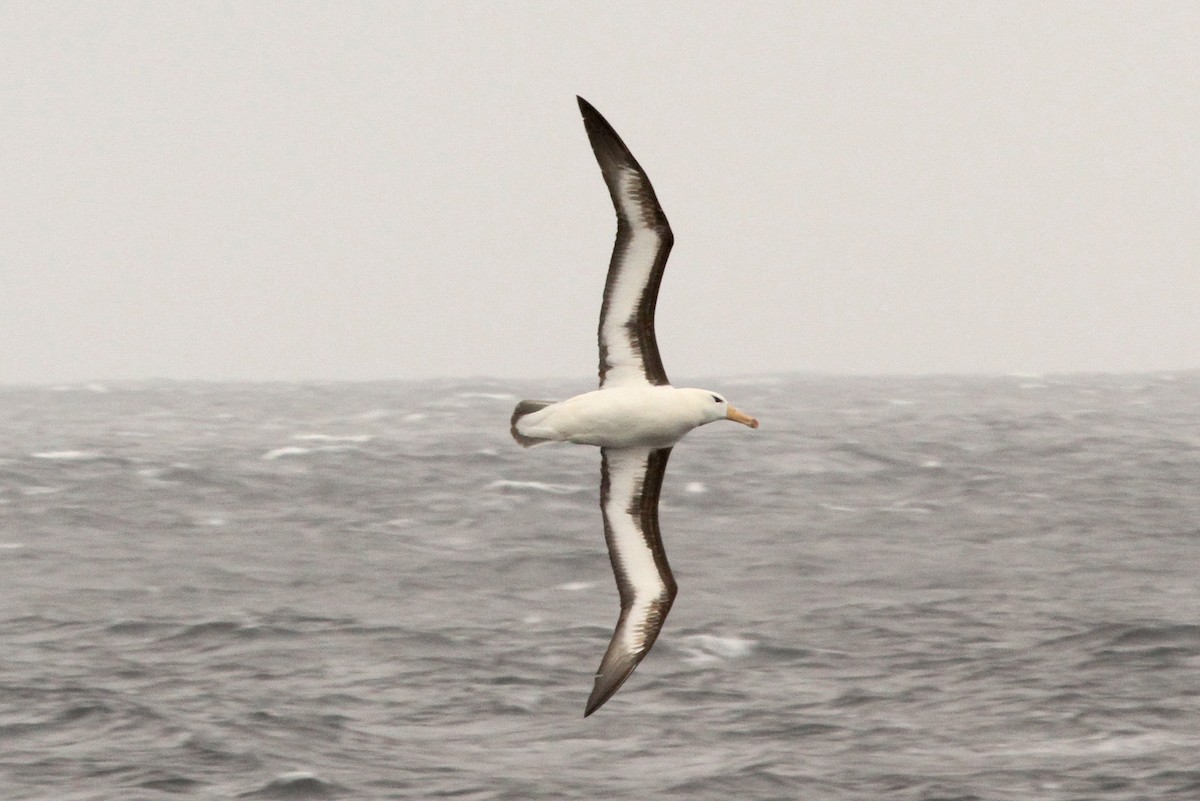 Black-browed Albatross - ML23553261