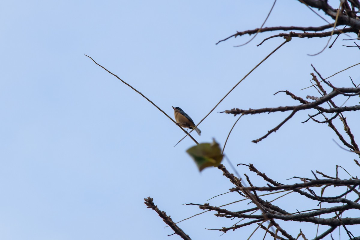 Rusty Flowerpiercer - ML235532741