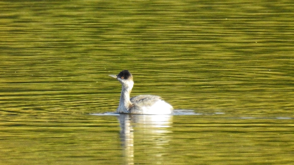 potápka černokrká - ML235532871